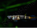 Killi clown - Epiplatys annulatus (Afrique)