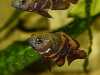 Astronotus ocellatus 8-10cm (Amérique du Sud)