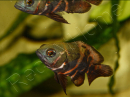 Astronotus ocellatus 8-10cm (Amérique du Sud)