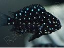 Lamprologus duboisi (Tanganiyka)