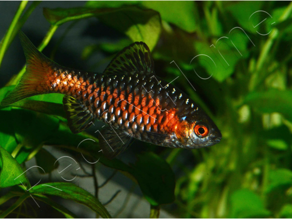 Barbus - Puntius odessa (Asie)