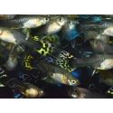 Guppy femelle Mix - Poecilia reticulata femelle (Amérique du Sud)