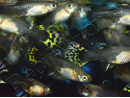 Guppy femelle Mix - Poecilia reticulata femelle (Amérique du Sud)