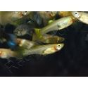 Guppy femelle Mix - Poecilia reticulata femelle (Amérique du Sud)