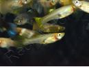 Guppy femelle Mix - Poecilia reticulata femelle (Amérique du Sud)