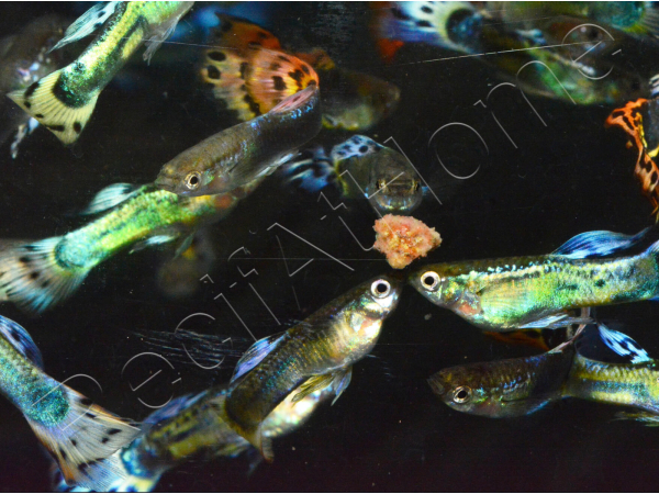 Trio 1 male 2 femelle guppy