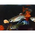 Guppy mâle select mix - Poecilia reticulata mâle (Amérique du Sud)
