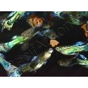 Guppy mâle select mix - Poecilia reticulata mâle (Amérique du Sud)