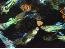 Guppy mâle select mix - Poecilia reticulata mâle (Amérique du Sud)