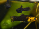 Poecilia sphenops  - Molly Mix color (Amérique du Sud)