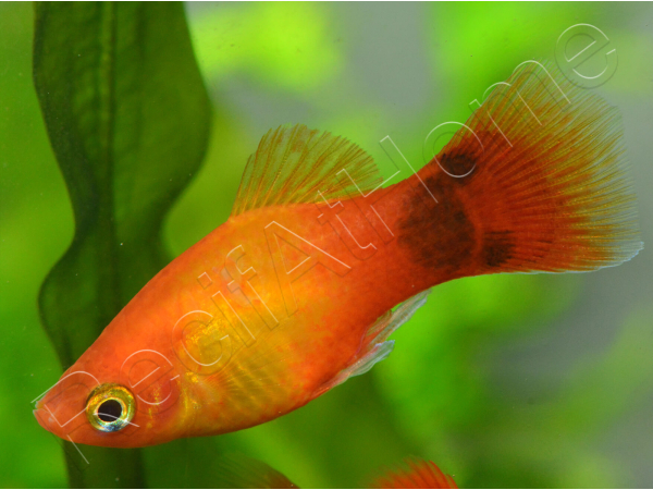 Platy mix- Xiphophorus maculatus (Amérique du Sud)