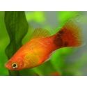 Platy mix- Xiphophorus maculatus (Amérique du Sud)