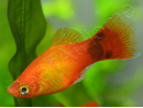 Platy mix- Xiphophorus maculatus (Amérique du Sud)