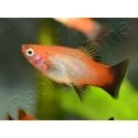 Platy mix- Xiphophorus maculatus (Amérique du Sud)