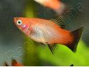 Platy mix- Xiphophorus maculatus (Amérique du Sud)