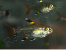 Pristella maxilaris - Tétra X-ray (Amérique du Sud)