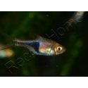Rasbora arlequin - Trigonostigma heteromorpha (Asie)