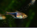 Rasbora arlequin - Trigonostigma heteromorpha (Asie)