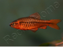 Barbus cerise - Puntius titteya     (Asie)