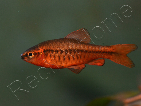 Barbus cerise - Puntius titteya lot de 10    (Asie)