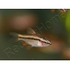 Barbus cerise - Puntius titteya lot de 10    (Asie)