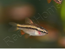Barbus cerise - Puntius titteya lot de 10    (Asie)