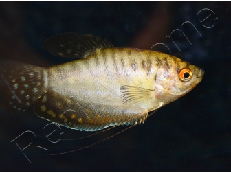 Gouramis - Trichogaster trichopterus (Asie)