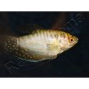 Gouramis - Trichogaster trichopterus (Asie)
