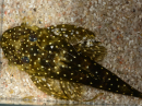 Pseudolithoxus anthrax (Amerique du sud)