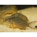 Corydoras de Sterba - Corydoras sterbai (Amérique du Sud)