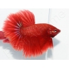 Betta splendens - Halfmoon couleurs assortis 4-5cm (Asie)