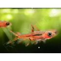 Rasbora moustique - Rasbora brigittae (Asie)