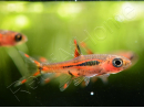 Rasbora moustique - Rasbora brigittae (Asie)