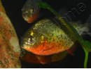 Pygocentrus nattereri - Piranha gorge rouge