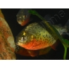 Pygocentrus nattereri - Piranha gorge rouge