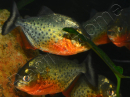 Pygocentrus nattereri - Piranha gorge rouge