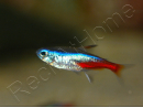Néon bleu - Paracheirodon innesi (Amérique du Sud)