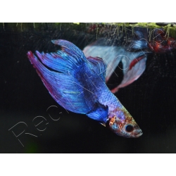 Betta splendens - Combattant crowntail couleurs assortis (Asie) - VPC  RecifAtHome
