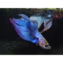 Combattant couleurs assortis - Betta splendens (Asie)