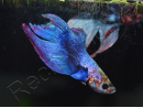 Combattant couleurs assortis - Betta splendens (Asie)