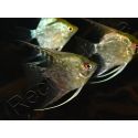 Scalaire mix - Pterophyllum scalare (Amérique du Sud)