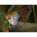 Scalaire Red devil - Pterophyllum scalare (Amérique du Sud)