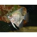 Scalaire Platinum argent - Pterophyllum scalare (Amérique du Sud)