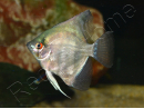 Scalaire Platinum argent - Pterophyllum scalare (Amérique du Sud)