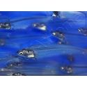 Silure de verre  - Kryptopterus bicirrhis (Asie)