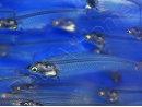 Silure de verre  - Kryptopterus bicirrhis (Asie)