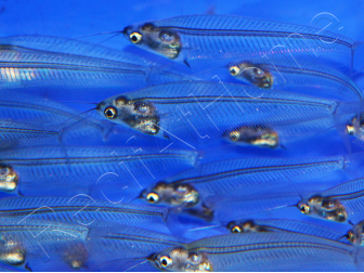 Silure de verre  - Kryptopterus bicirrhis (Asie)