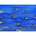 Silure de verre  - Kryptopterus bicirrhis (Asie)
