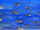 Silure de verre  - Kryptopterus bicirrhis (Asie)