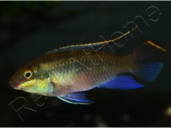 Pelvicachromis Kribensis  (Afrique)